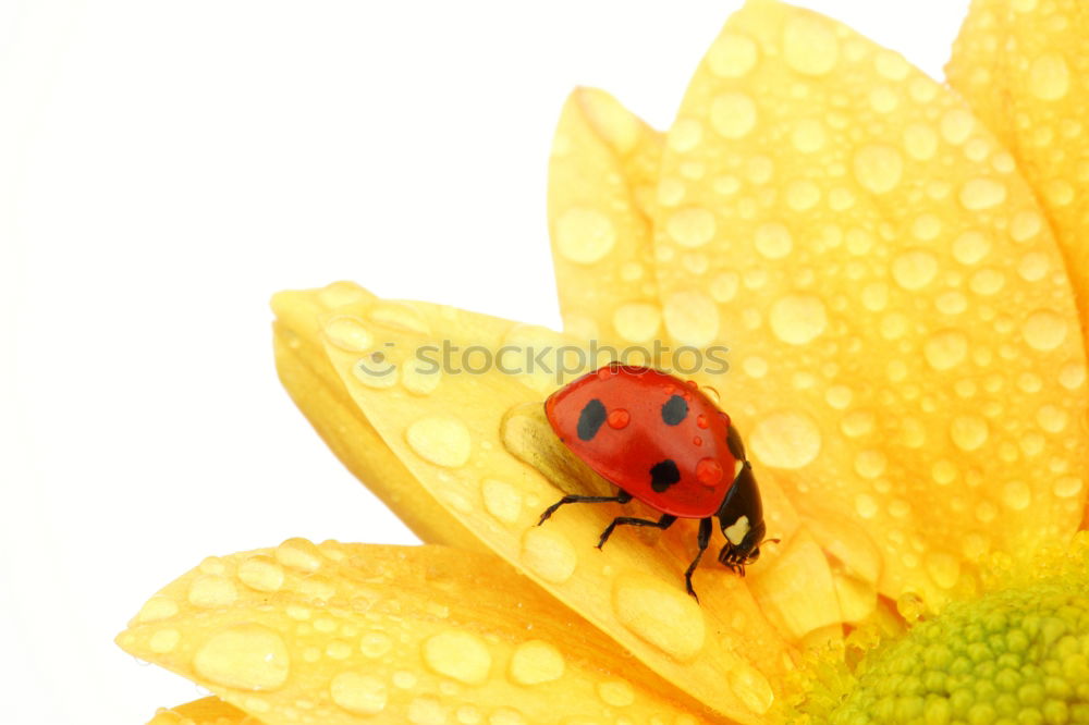 Similar – Image, Stock Photo rest Ladybird Blossom