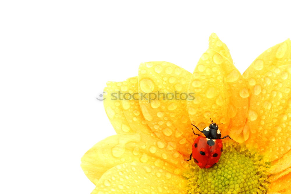 Similar – Papaver nudicaule