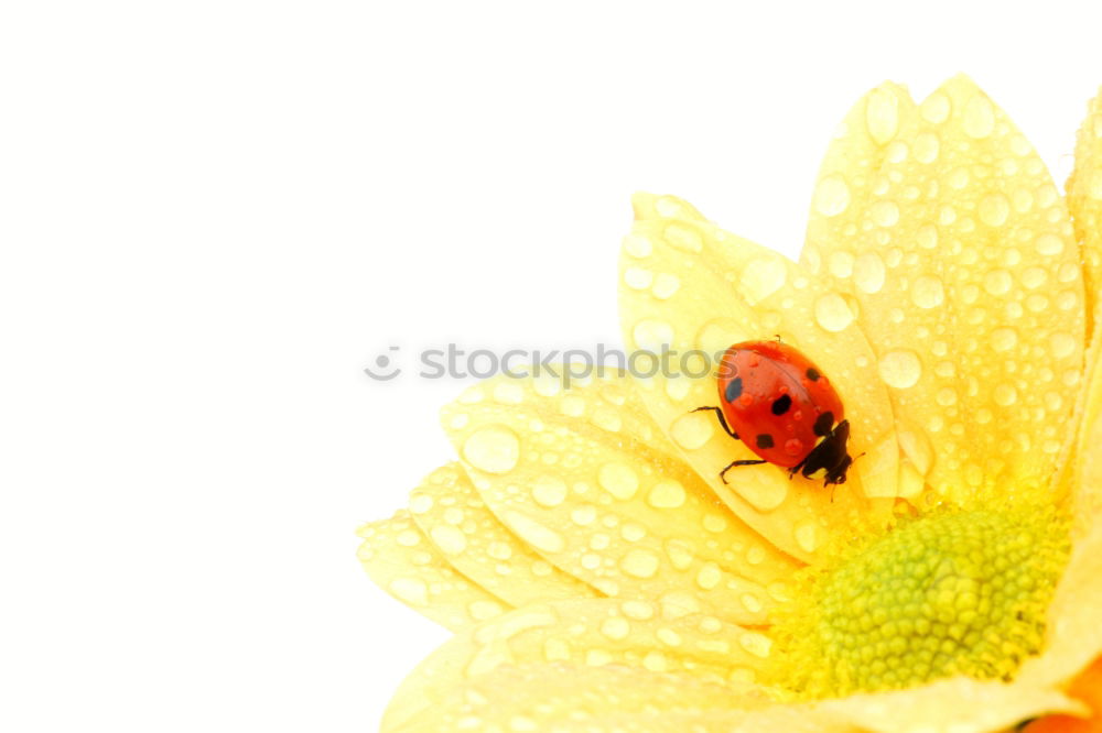 Similar – Image, Stock Photo winter stock Nature Plant