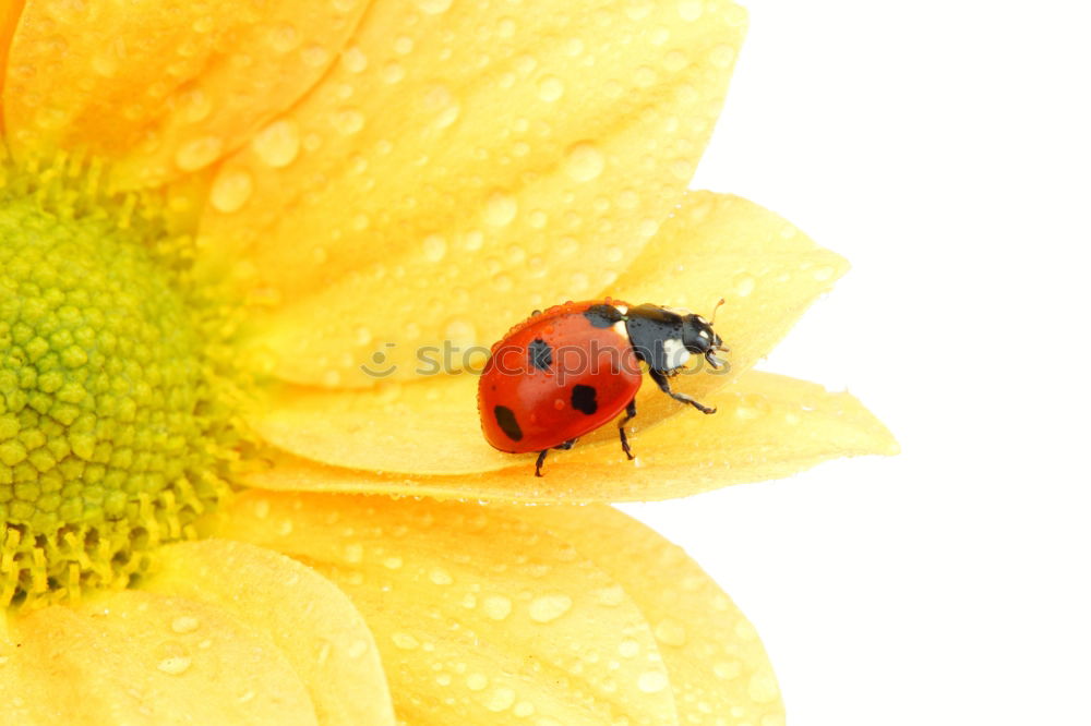 Similar – Marienkaefer, Coccinella, semptempunctata,