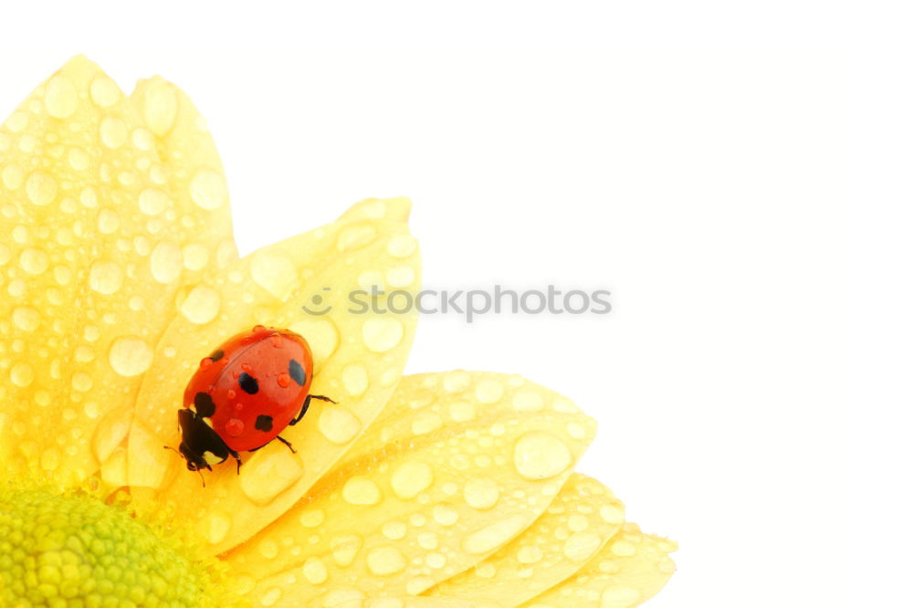 Similar – Image, Stock Photo ladybugs Environment