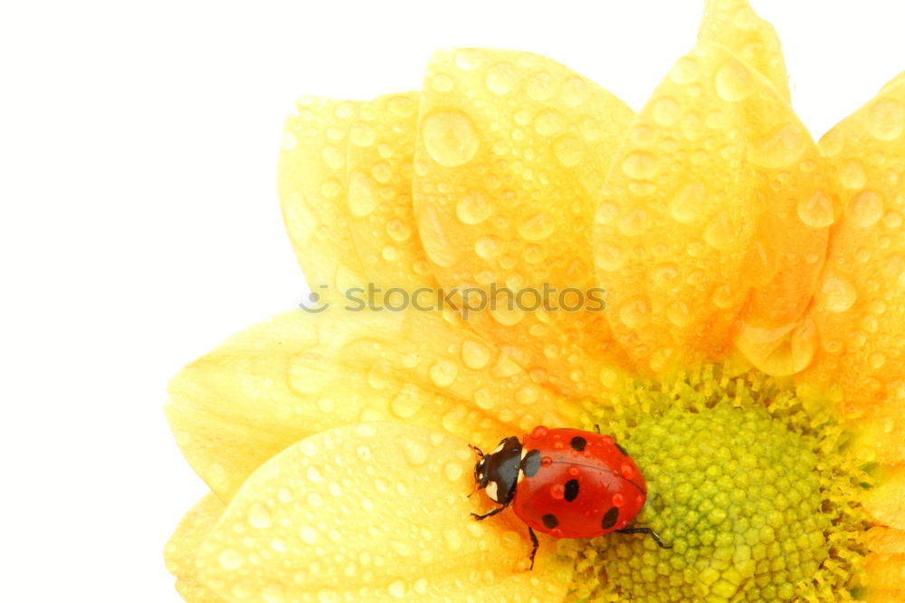 Image, Stock Photo winter stock Nature Plant