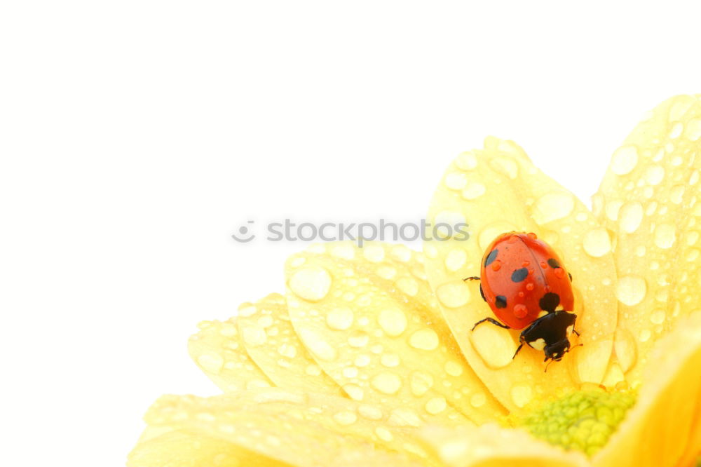 Similar – Image, Stock Photo Ladybird IV Colour photo