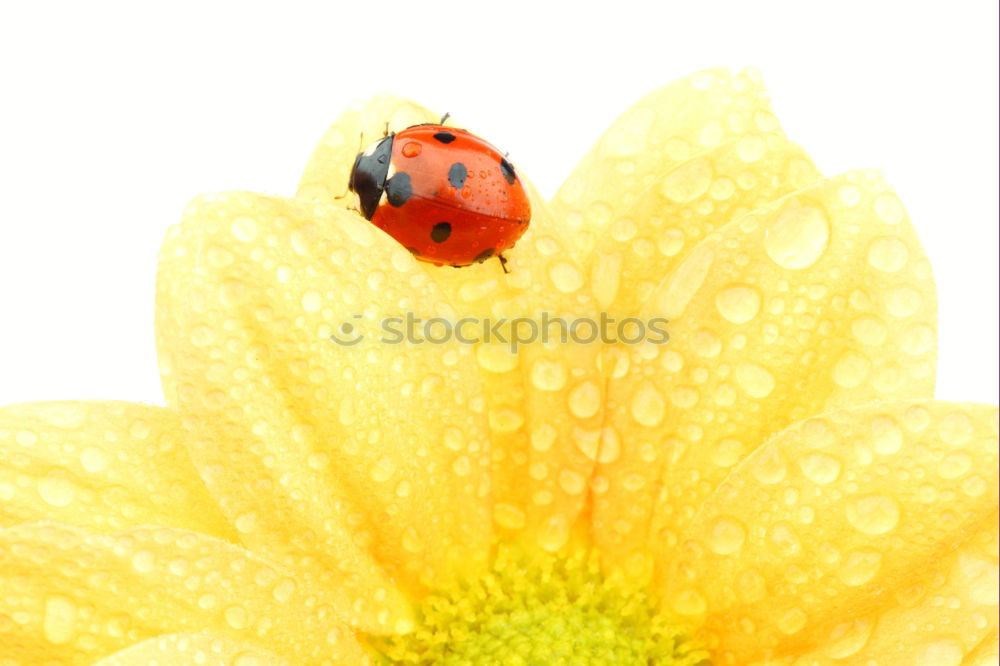 Similar – Image, Stock Photo rest Ladybird Blossom