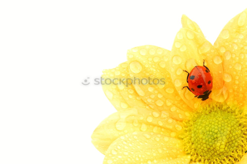 Similar – Papaver nudicaule