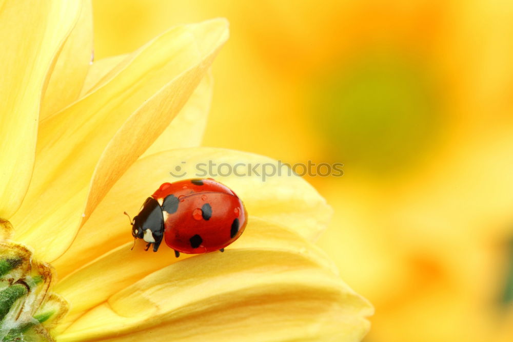 Similar – Marienkaefer, Coccinella, semptempunctata,