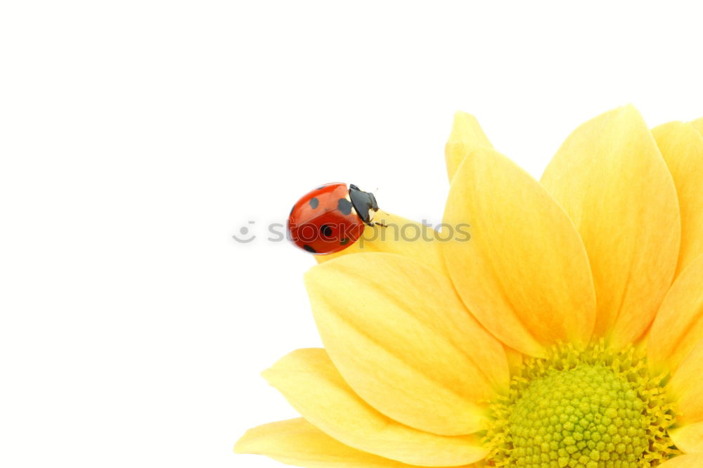 Similar – Image, Stock Photo of bees and flowers Joy