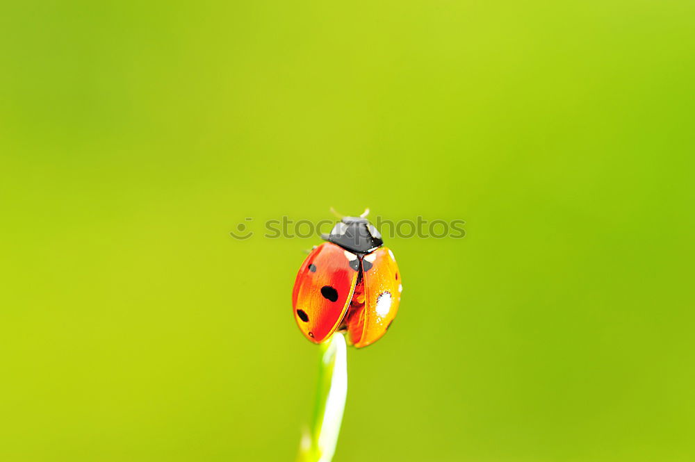 Similar – Image, Stock Photo ladybugs Grass Beetle 1