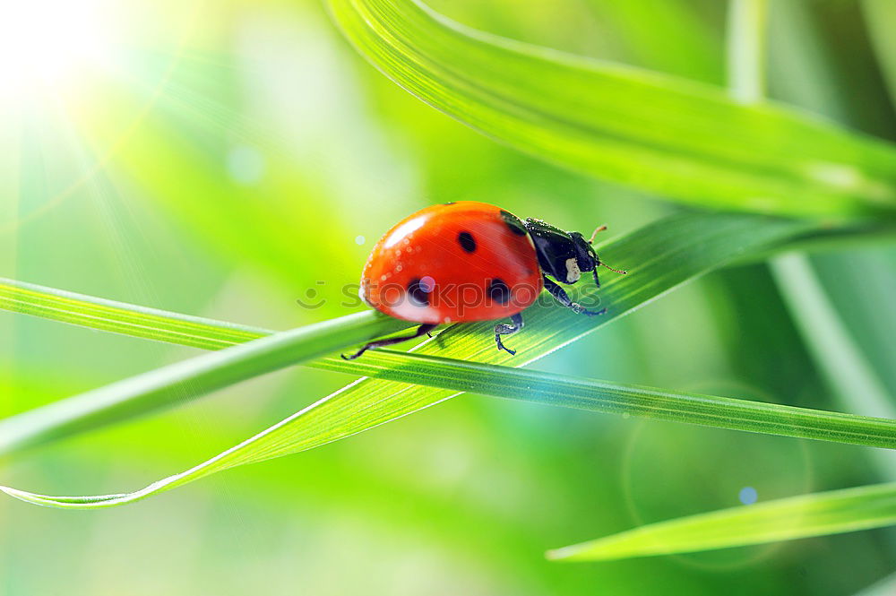 Similar – ladybugs Environment