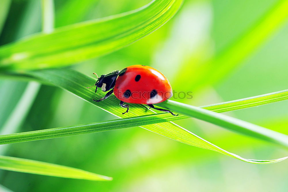 Similar – ladybird Ladybird Leaf Red