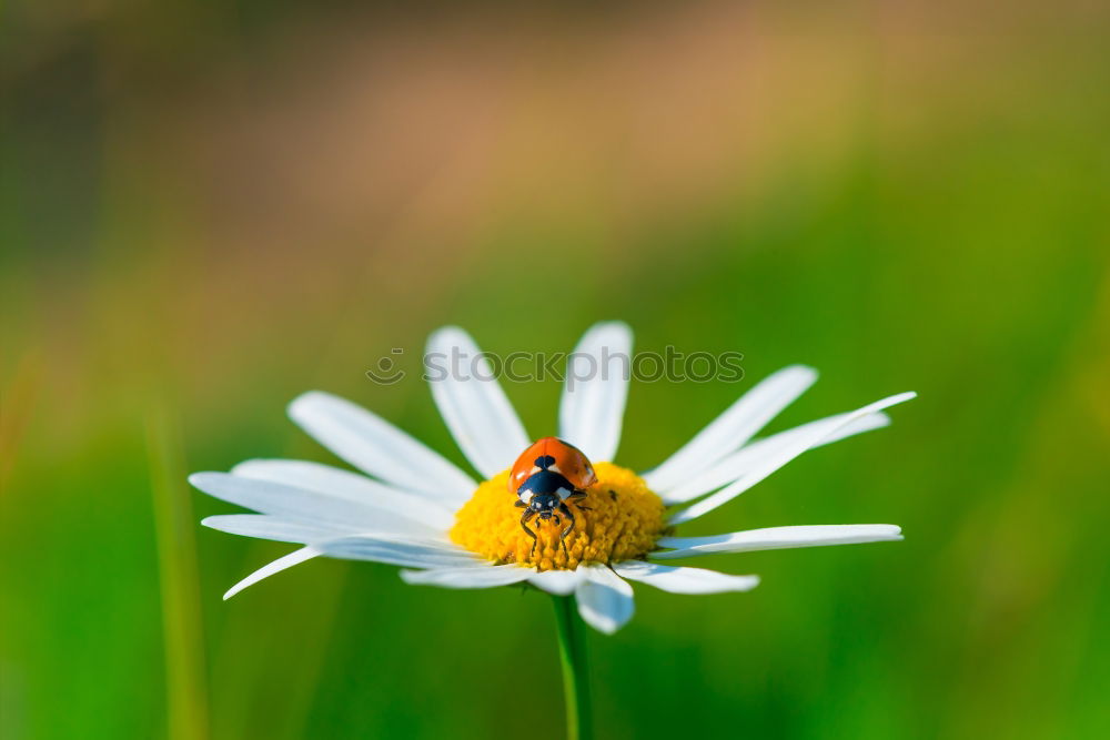 Similar – Image, Stock Photo Beginning of the bee time