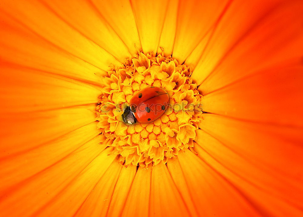 Similar – Orange Blüte braun Blume