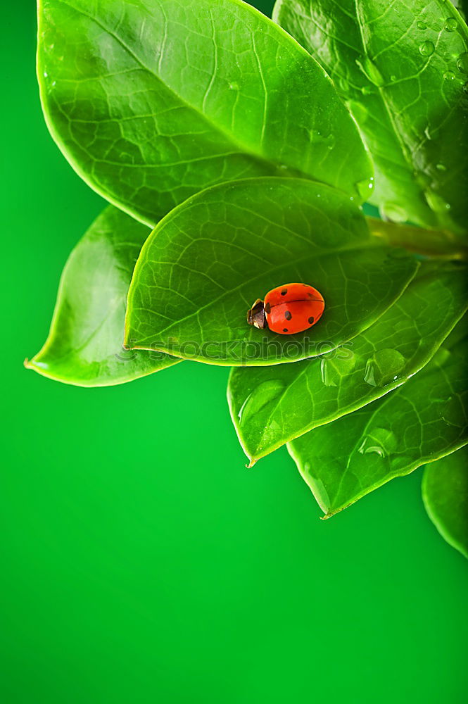 Similar – Leather bug, nymph on leaf