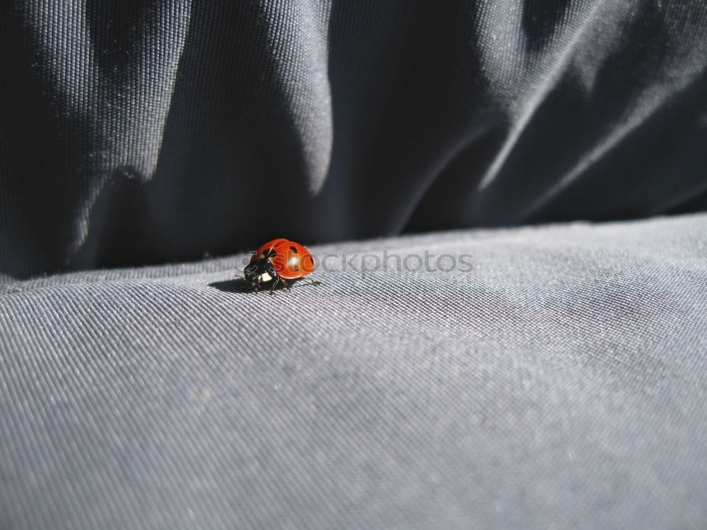 Similar – lonely ladybug Ladybird