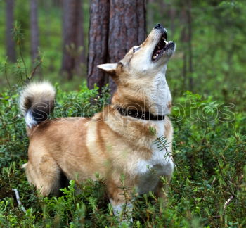 Similar – Image, Stock Photo little stick Nature Grass