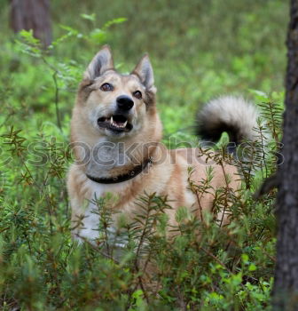 Similar – Image, Stock Photo A gray and white young Australian Shepherd dog with black and light brown spots stands on his paws and looks to the right against a blurred background.