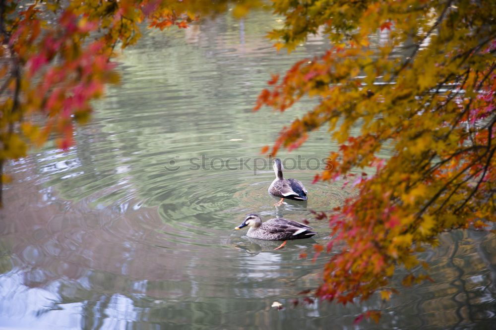 Similar – Image, Stock Photo swan lake Trip Nature