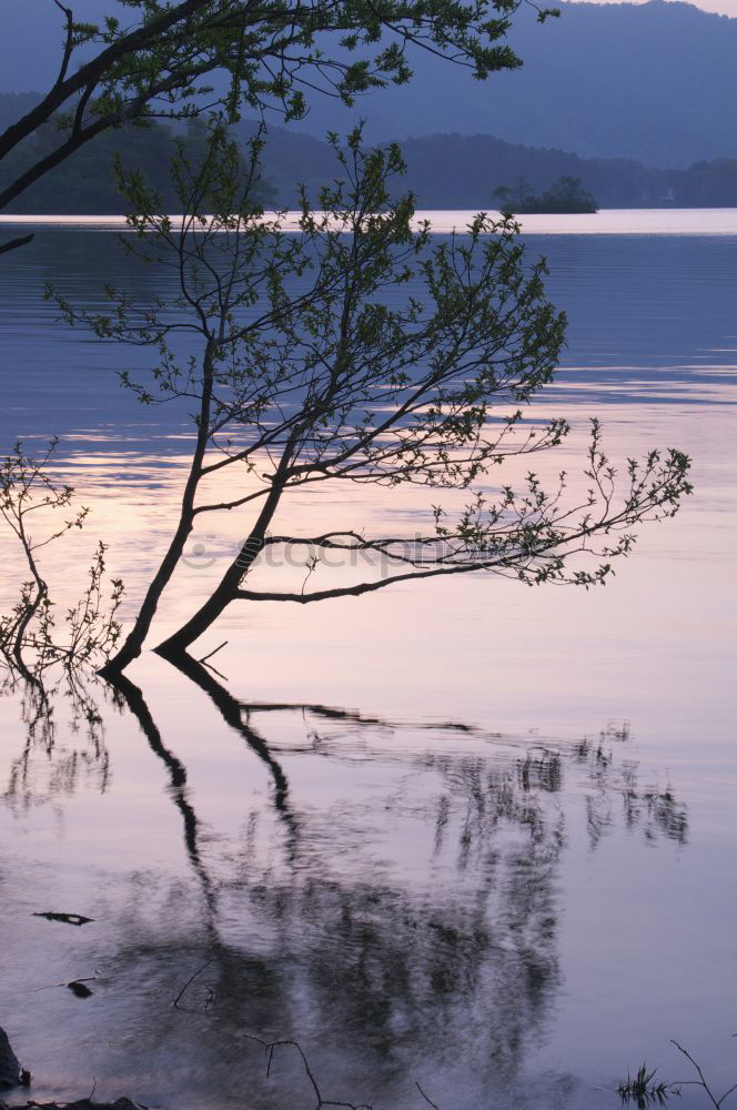 Similar – black tree Tree Lake