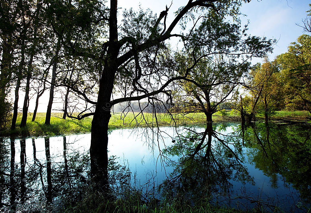 Similar – forest Treetop Nature