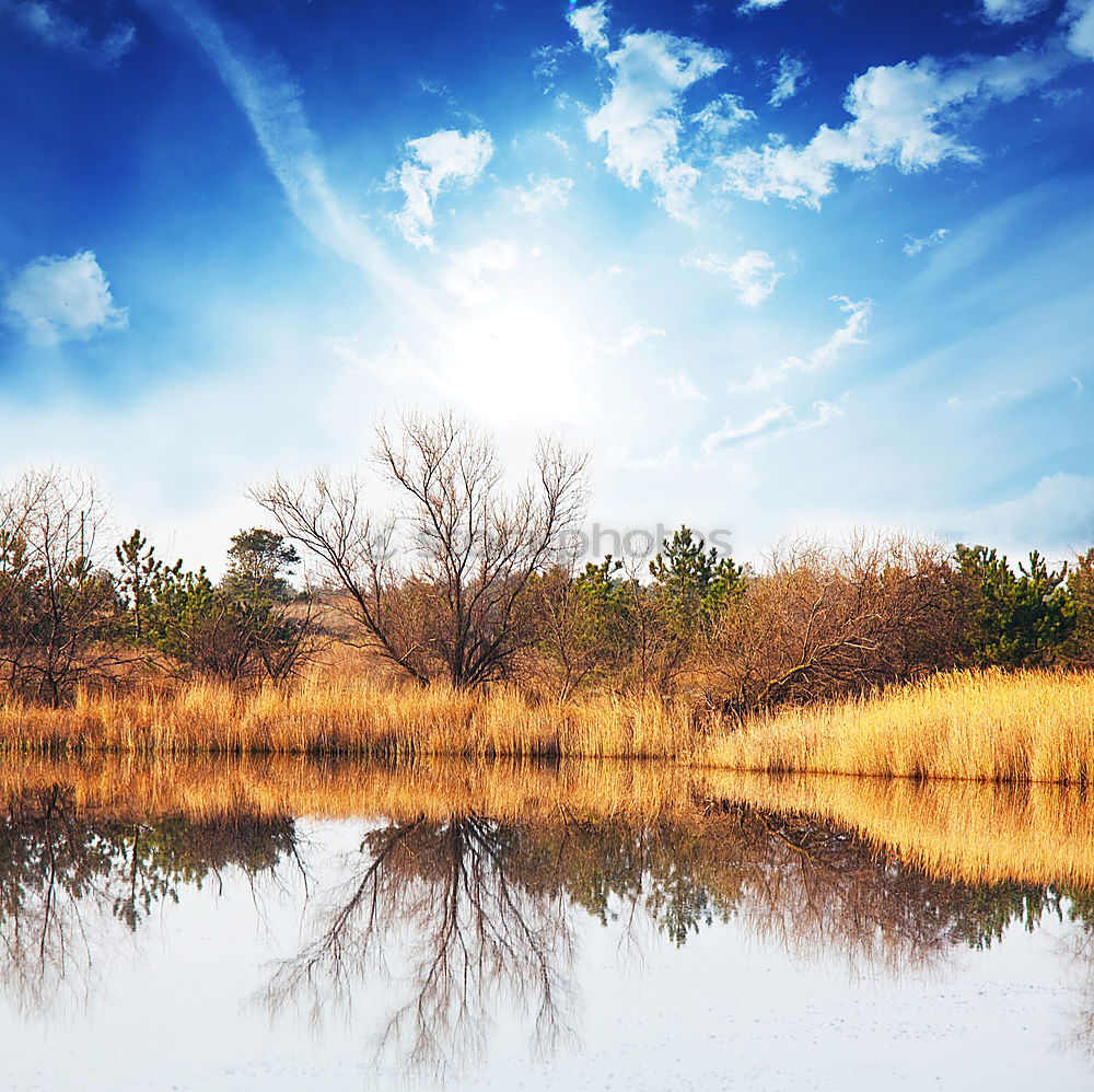 Similar – reflection Tree Wood