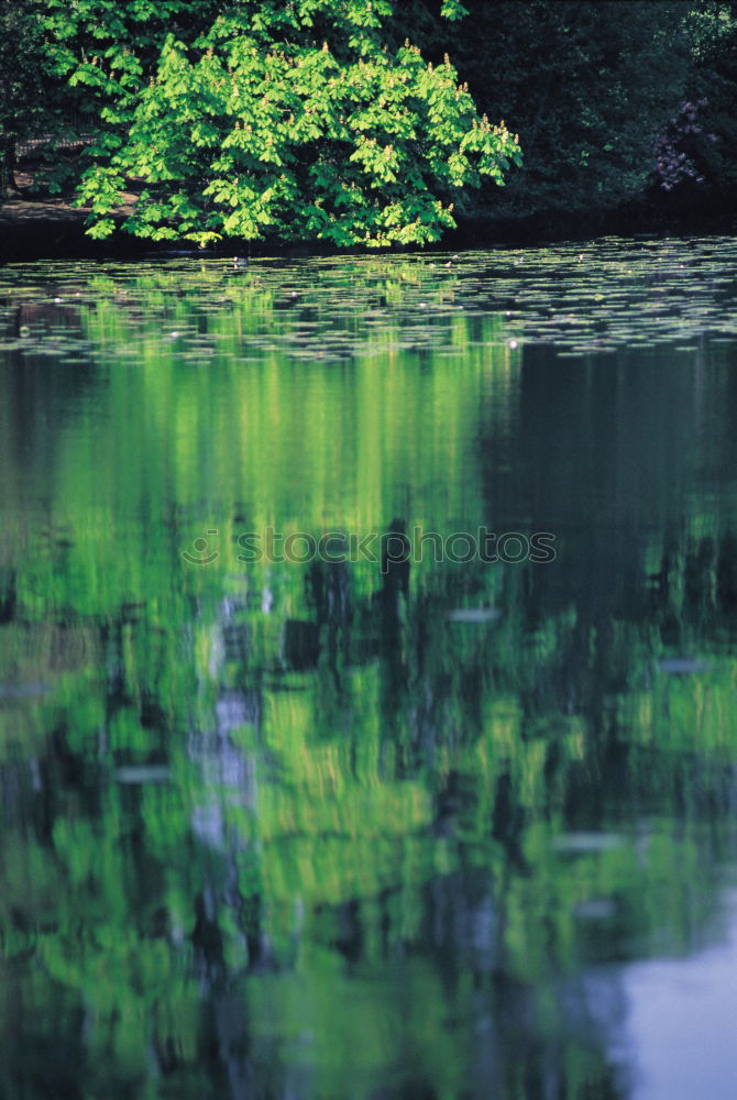 Similar – Image, Stock Photo a day at the pond Plant