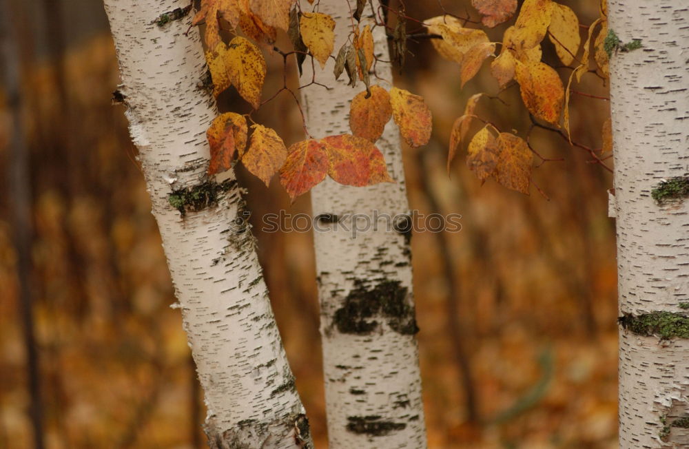 Similar – Foto Bild Frost Blatt Winter kalt