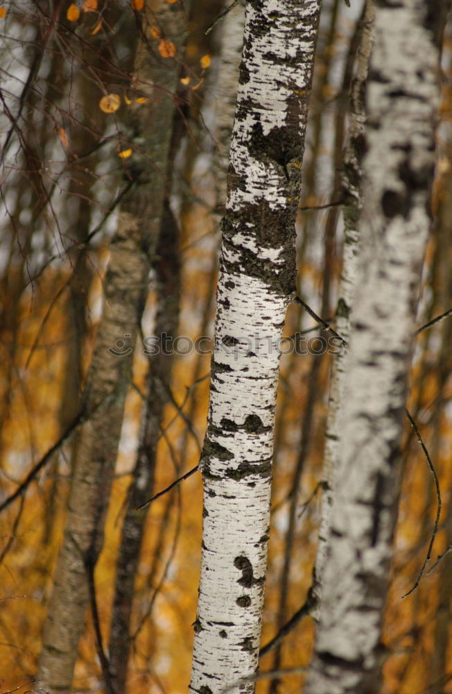 Similar – Foto Bild Goldblatt Natur Pflanze