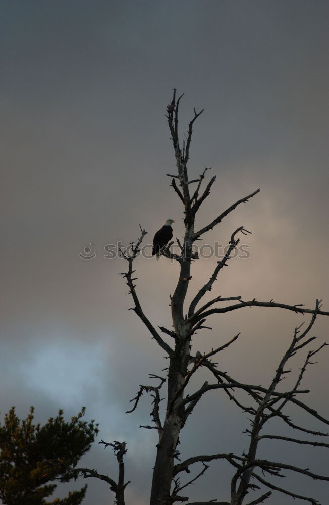 Similar – Amselwinter Vogel Drossel