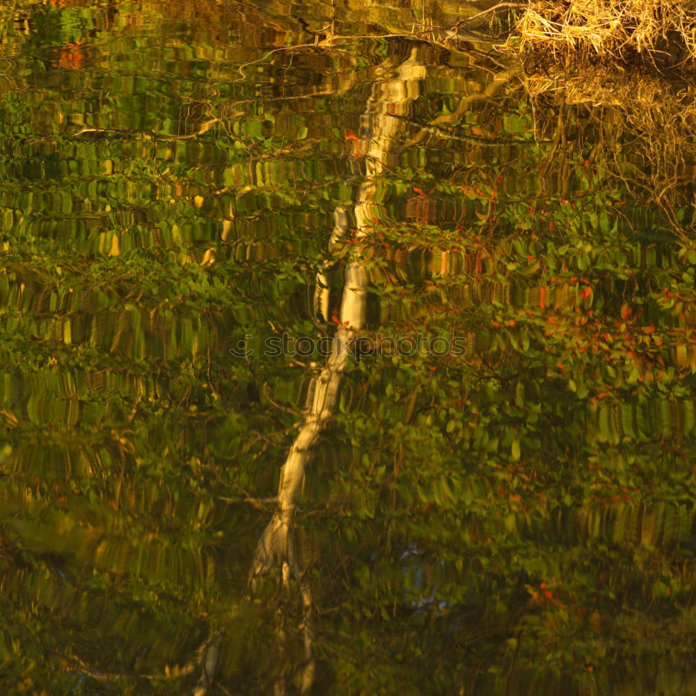 Similar – Image, Stock Photo Worst Autumn ever Leaf