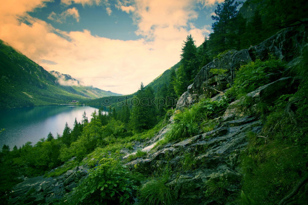 Similar – Image, Stock Photo mountain path Plant