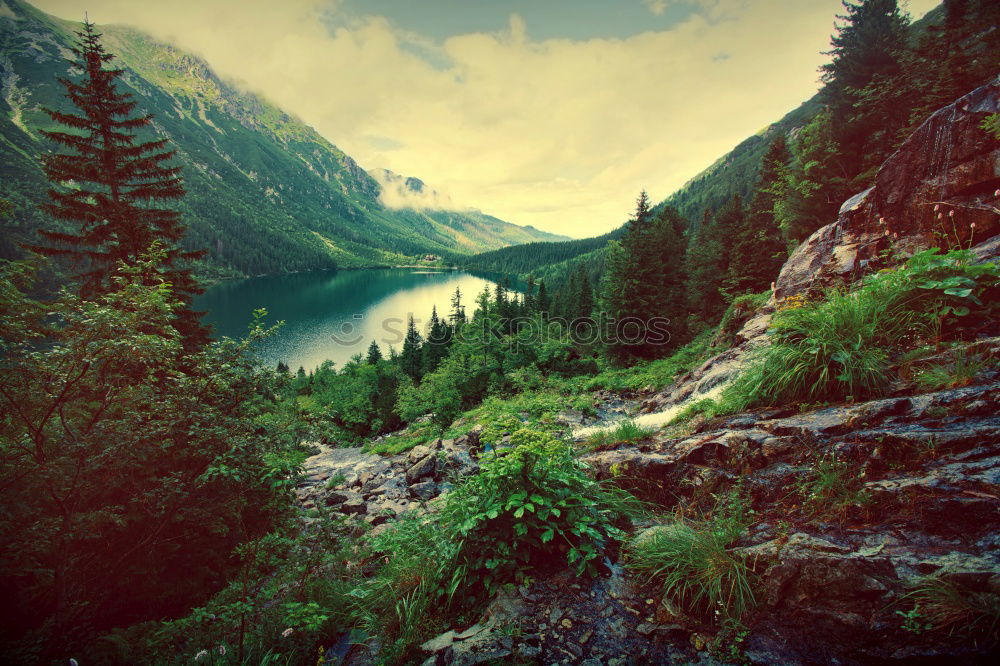 Similar – Image, Stock Photo mountain path Plant