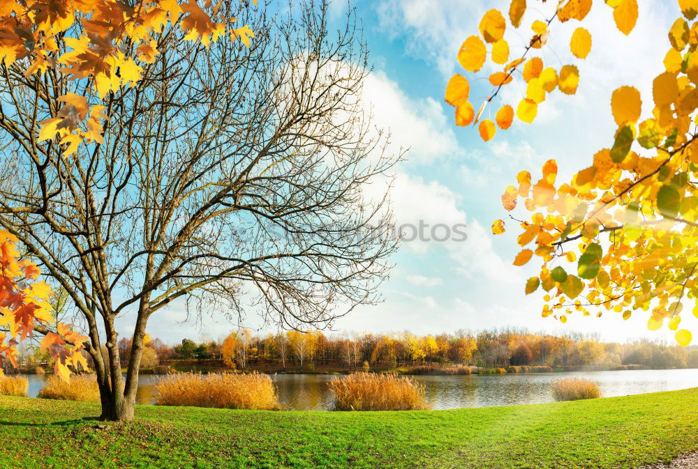 Similar – Image, Stock Photo naturally blonde