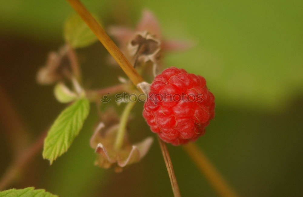 Similar – Image, Stock Photo berries Food Fruit