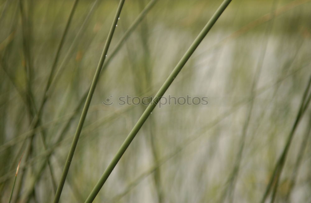 Similar – Foto Bild Gras am Meer grün Sommer