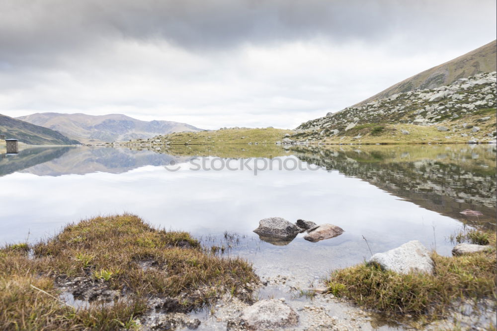 Similar – Image, Stock Photo Passover sheepant Nature