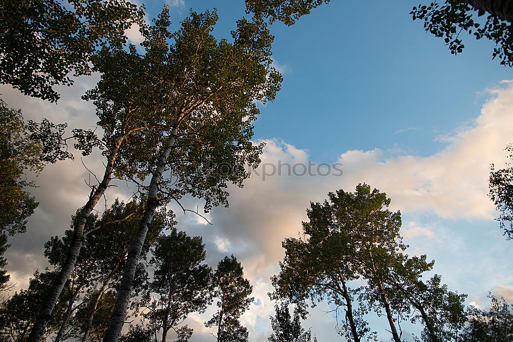 Similar – pine forest Environment