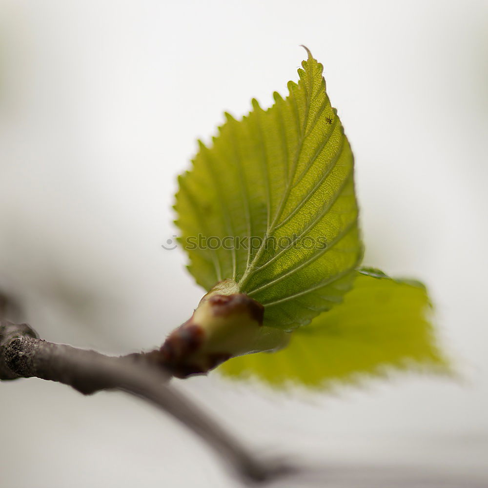 Similar – ginkgo Environment Nature