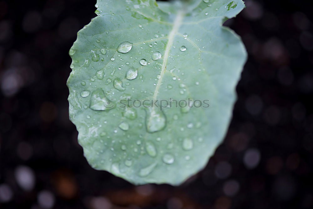 Similar – contrast Green Leaf Snow