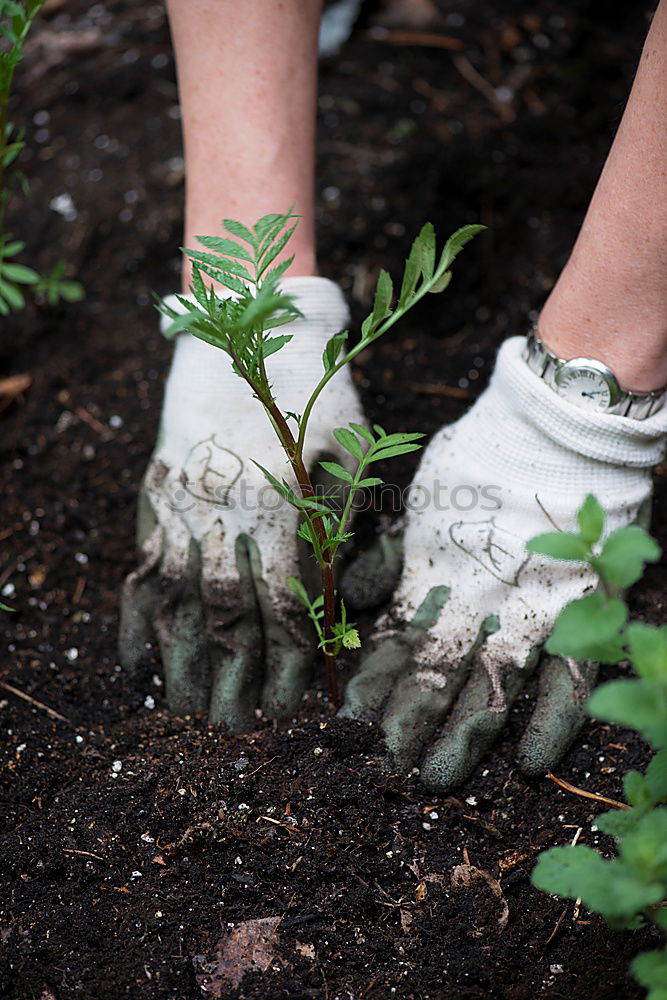 Similar – Image, Stock Photo Hobby gardener plants rosemary in a raised bed