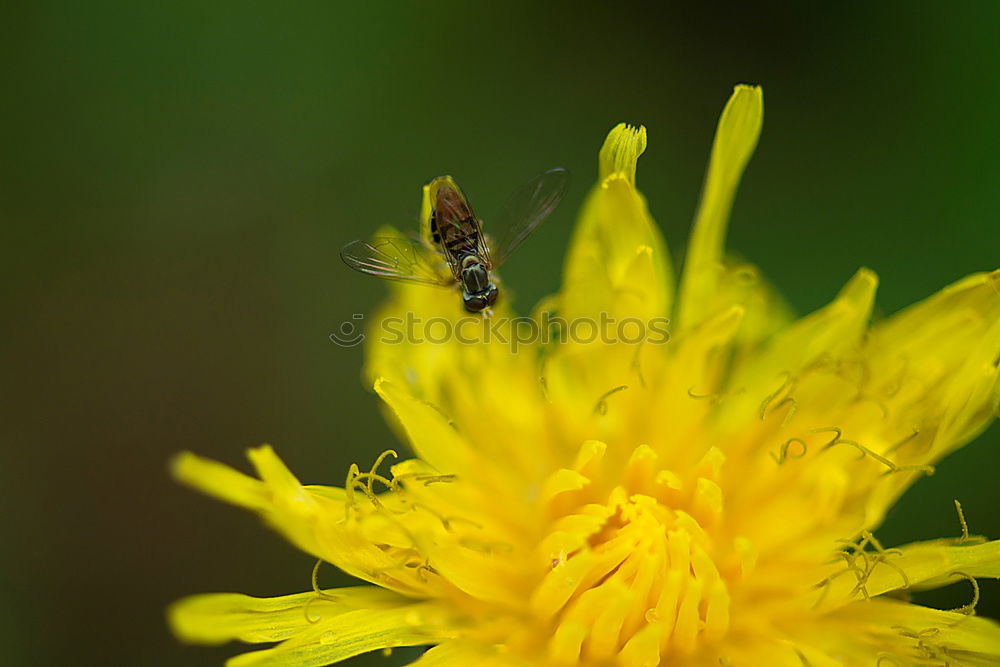 Similar – schwebfliege Insekt Tier