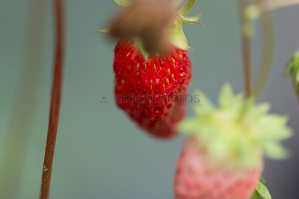 Image, Stock Photo berries Food Fruit