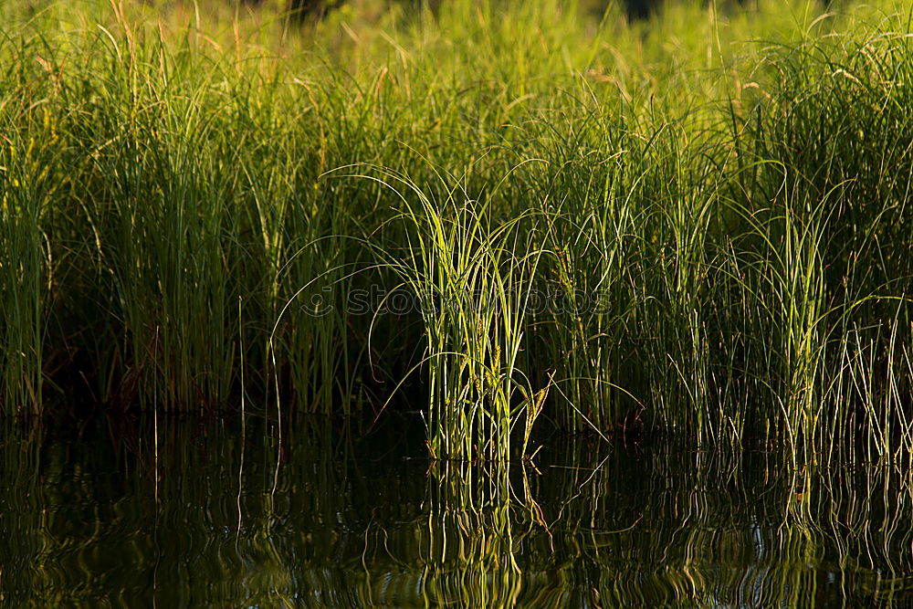 Similar – Image, Stock Photo reed Pond Common Reed