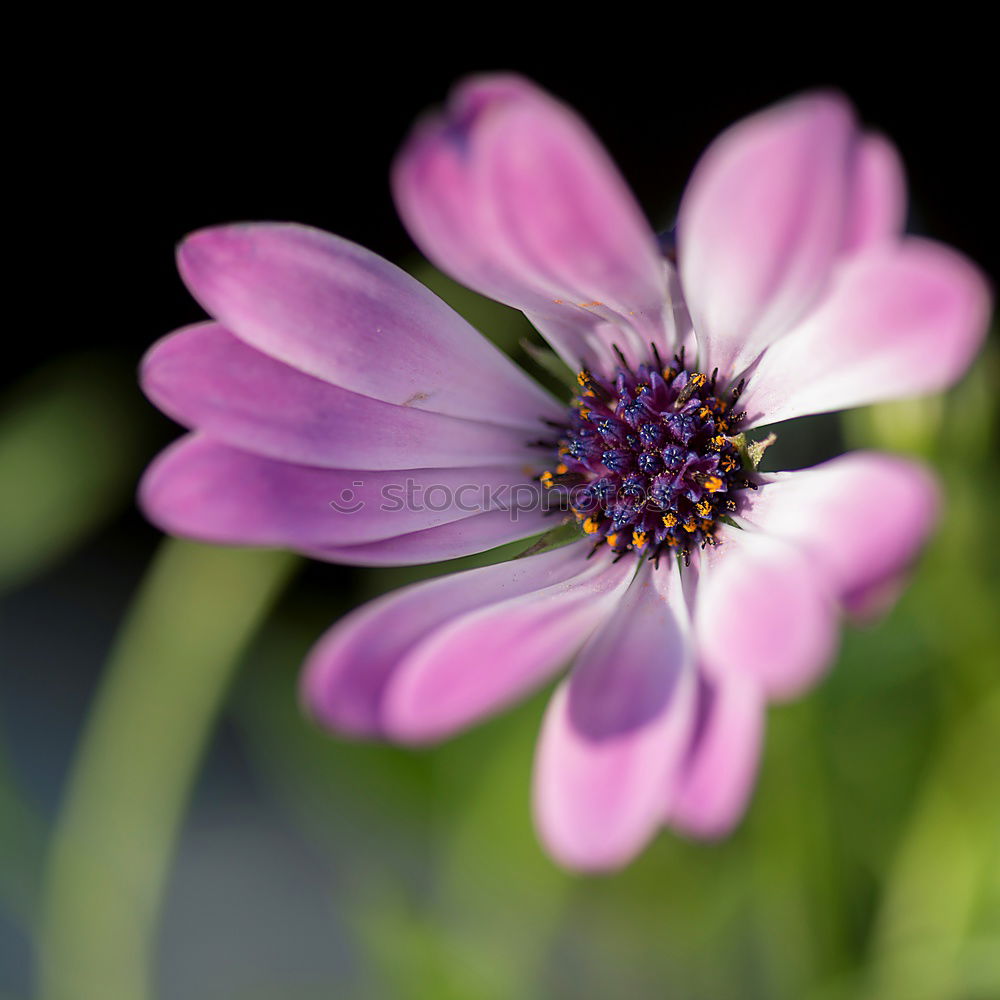 Similar – Foto Bild Blümchen, die zweite Blume