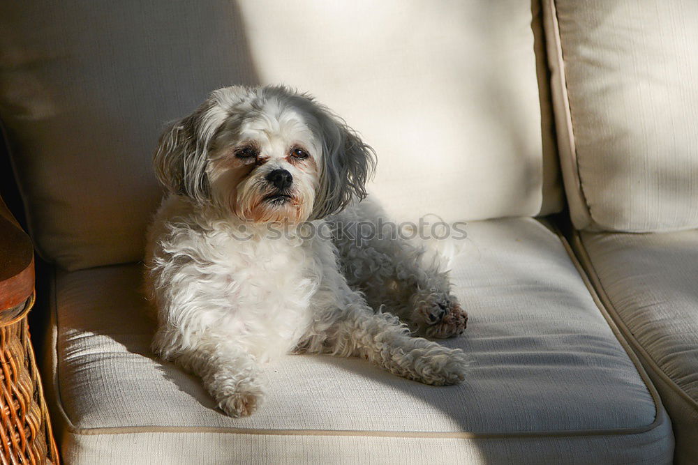 Similar – Image, Stock Photo ball of fur on carpet Pet