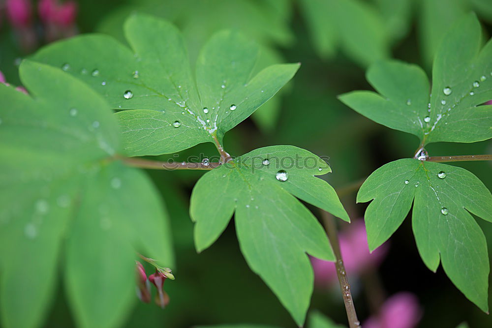 Similar – Image, Stock Photo Lucky clover, clover, four-leaved, raindrop, forest soil