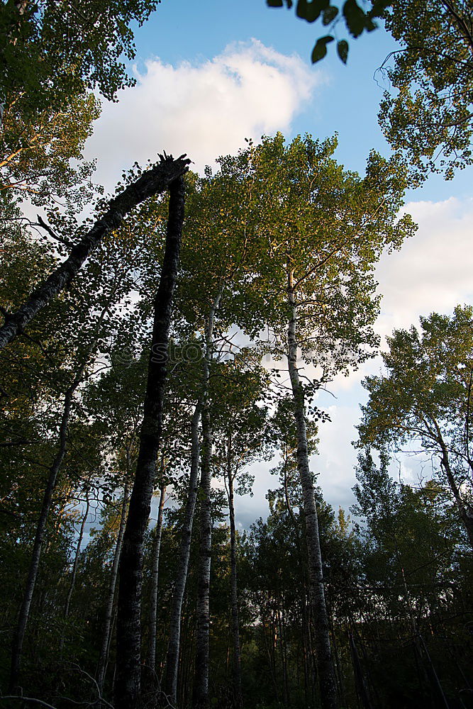 Similar – Jobneid Wald Holz Aussicht