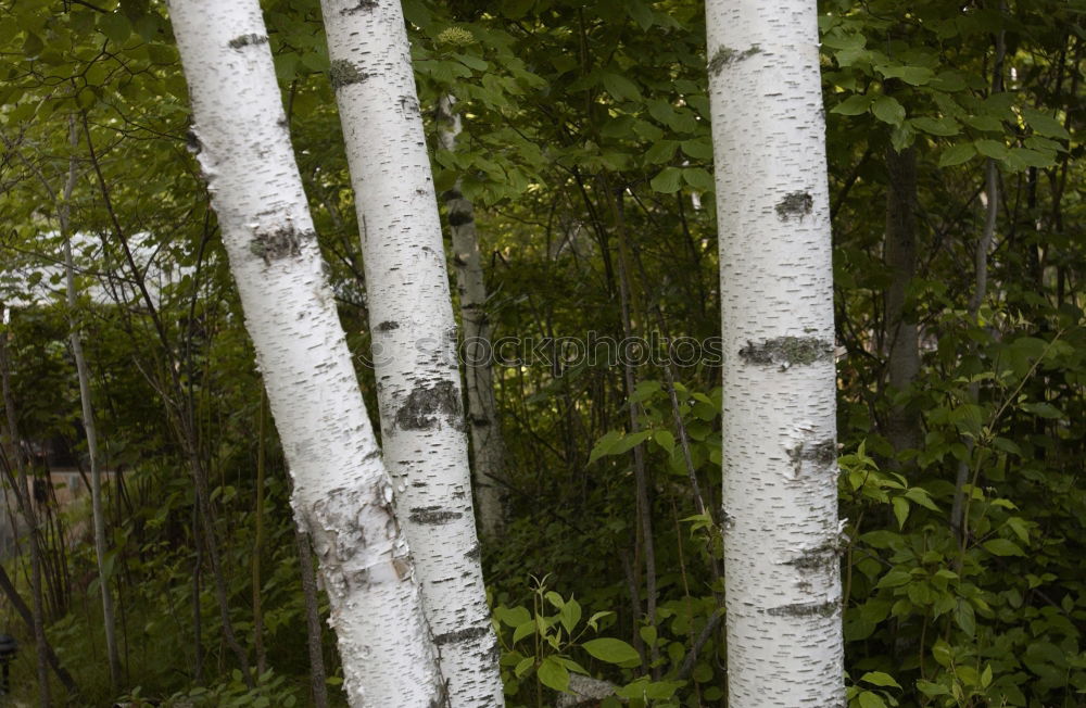 Similar – birch. Environment Nature