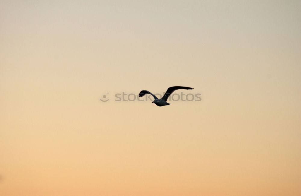 Similar – Foto Bild sturzflug Himmel Wolken