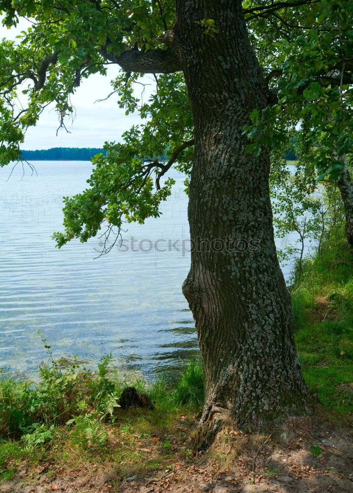 Similar – Image, Stock Photo Tree stands by the lake in autumn