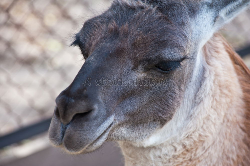 Similar – Image, Stock Photo camel Camel Camel hump